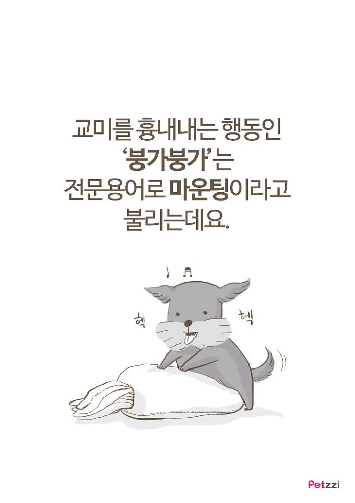 강아지 붕가붕가.jpg | 인스티즈