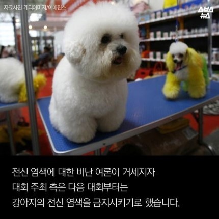 강아지가 도화지야???? | 인스티즈