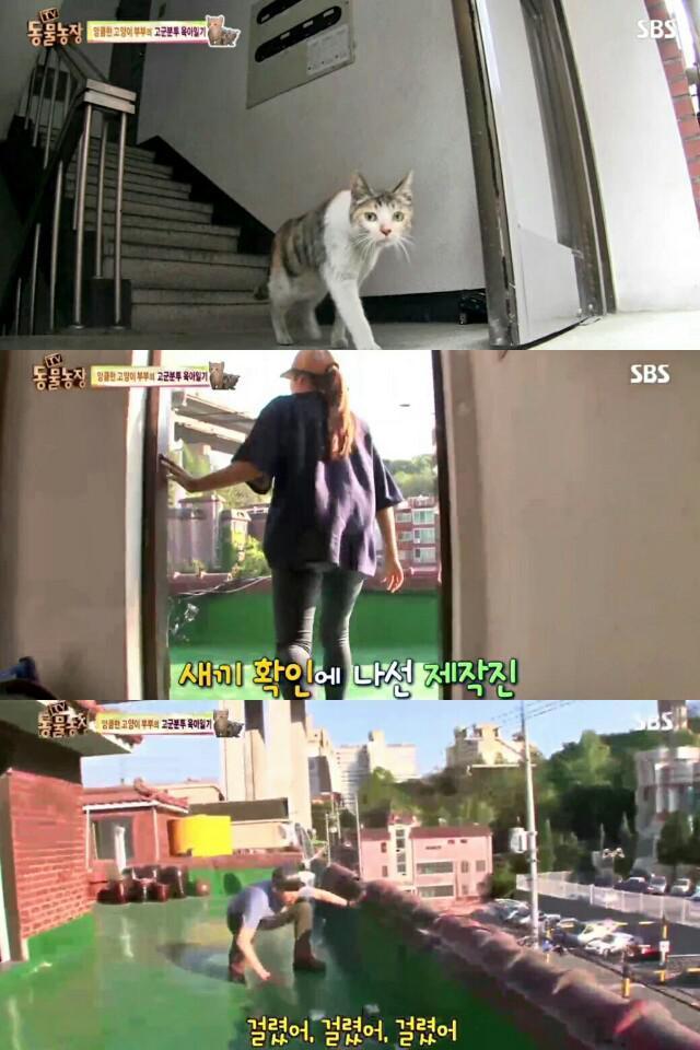 어미 고양이와 마주친 동물농장 PD | 인스티즈