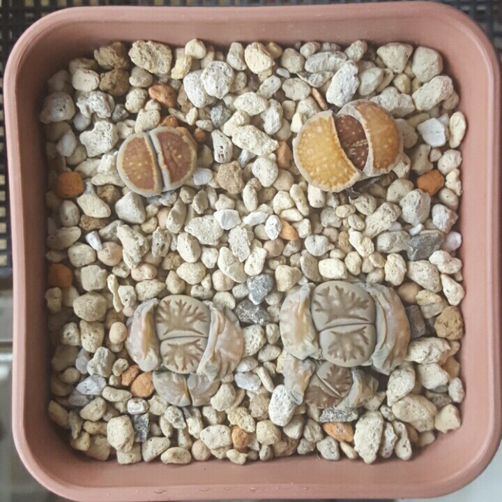 전부다 이미지