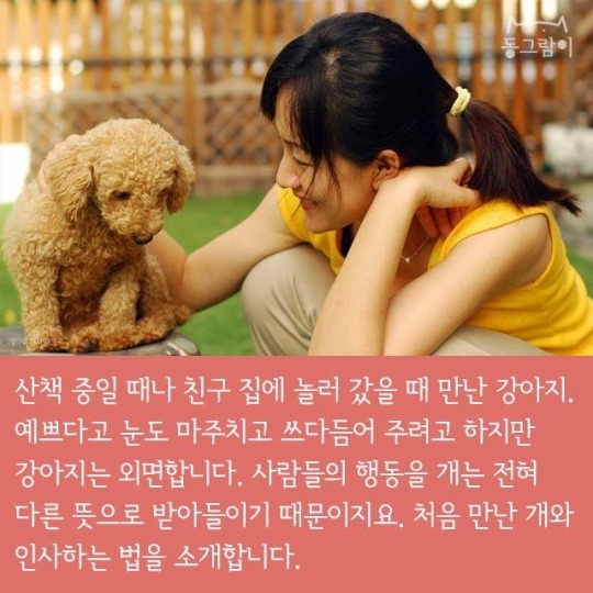 처음 만난 개와 인사하는 법 | 인스티즈