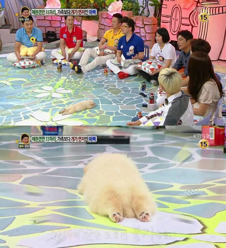 방송에 나온 강아지[심장주의] | 인스티즈
