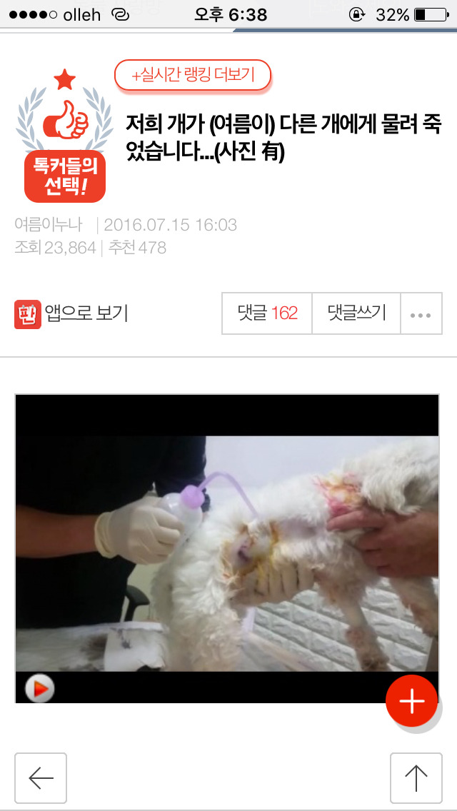 저희 개가 (여름이) 다른 개에게 물려 죽었습니다...(사진) | 인스티즈