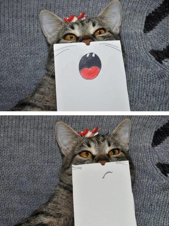 종이 한장으로 고양이랑 놀기 | 인스티즈