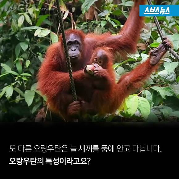 숲에 사는 사람들 | 인스티즈