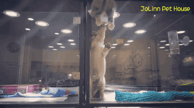 강아지를 만나러 유리벽을 넘어가는 아깽이 | 인스티즈