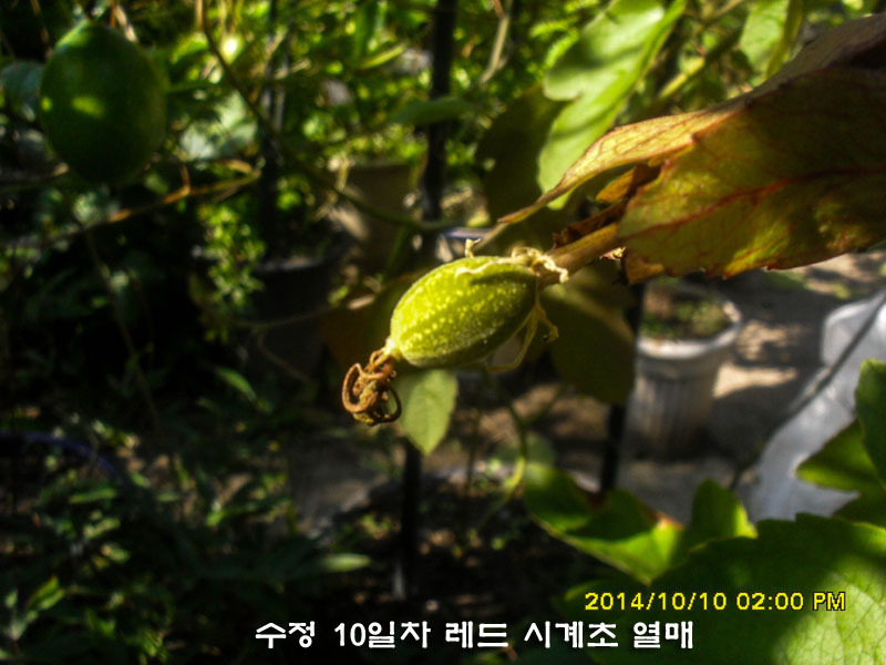 수정열매 이미지
