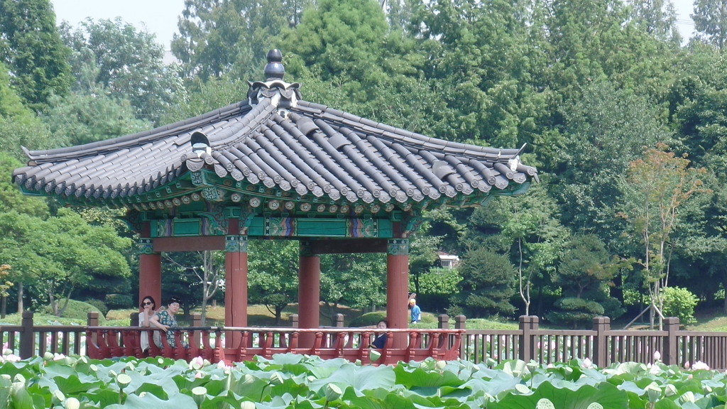 데이트 코스로 유명한 전주 덕진공원 예쁜 연꽃 풍경 | 인스티즈