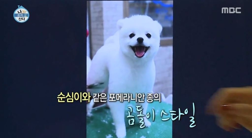 순심이 이미지