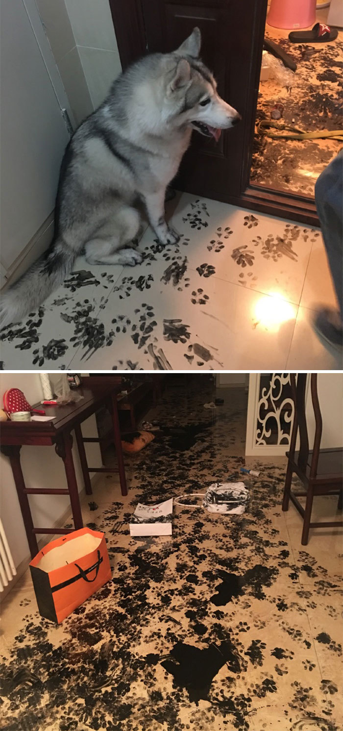 집에 애완동물을 혼자두면 안되는 이유! | 인스티즈