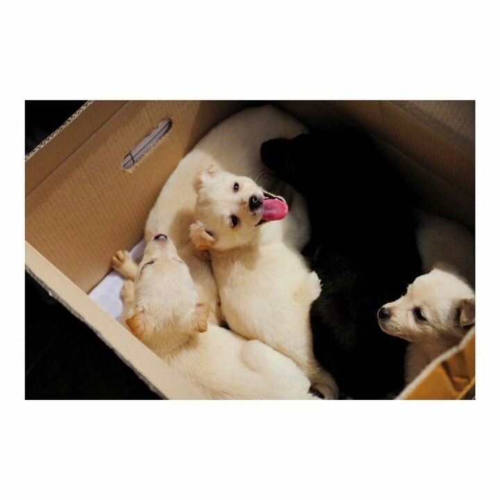 시장 똥강아지들 | 인스티즈