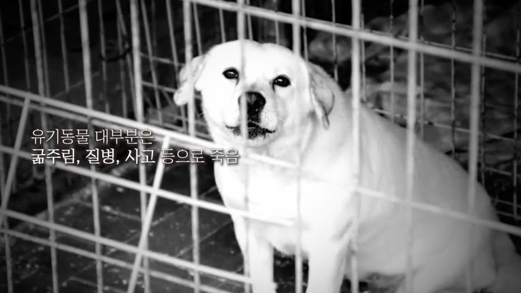 하루 평균 224마리의 버려지는 강아지 | 인스티즈
