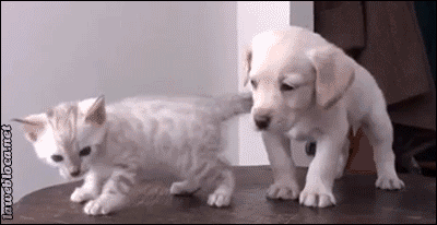 강아지&새끼냥이 .GIF | 인스티즈