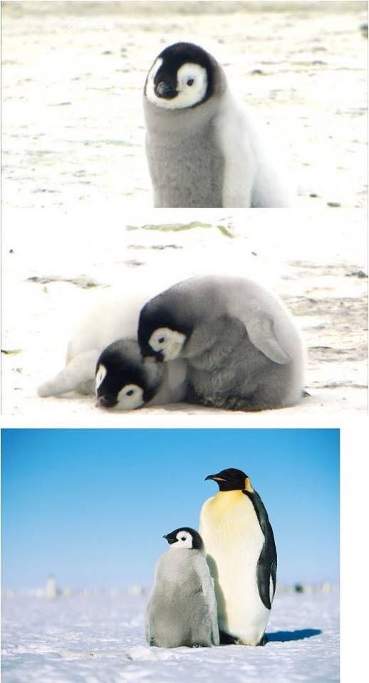 당신이 아는 펭귄은 본 모습이 아니다!! | 인스티즈