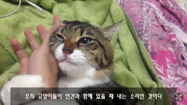 고양이가 "야옹~"하고 우는 이유는?? | 인스티즈