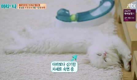 [마리와나] 뚱보냥 호동이 다이어트 시키기 (feat.먼지) | 인스티즈