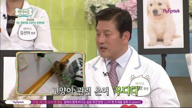 운동체질 강아지와 방콕체질 고양이?! | 인스티즈