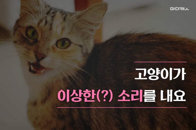 고양이채터링의진실 | 인스티즈