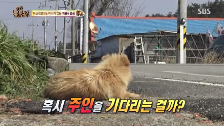 [동물농장] 할머니와 발바리의 따뜻한 우정 | 인스티즈