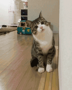 가까이 보는 고양이.gif | 인스티즈