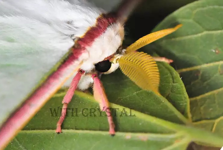 요정으로 불리는 아름다운 곤충.jpg (곤충사진 주의) | 인스티즈