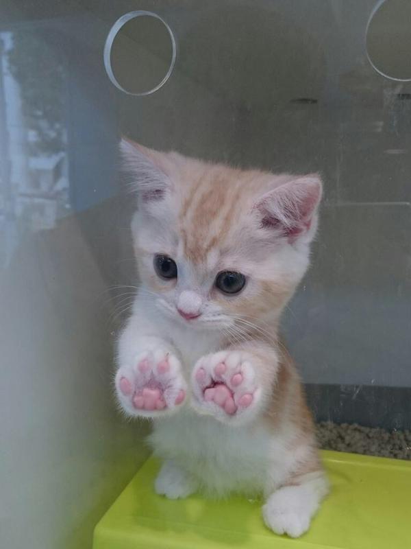 고양이+토끼 | 인스티즈