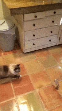 농락 당하는 동물들.gif | 인스티즈