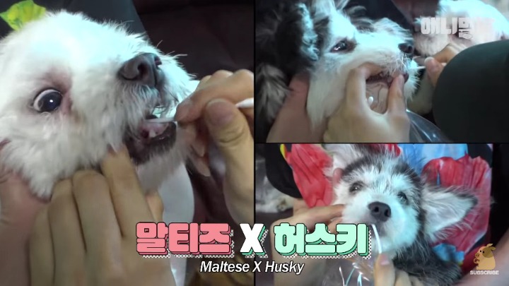 말티즈×허스키 = 말스키 | 인스티즈