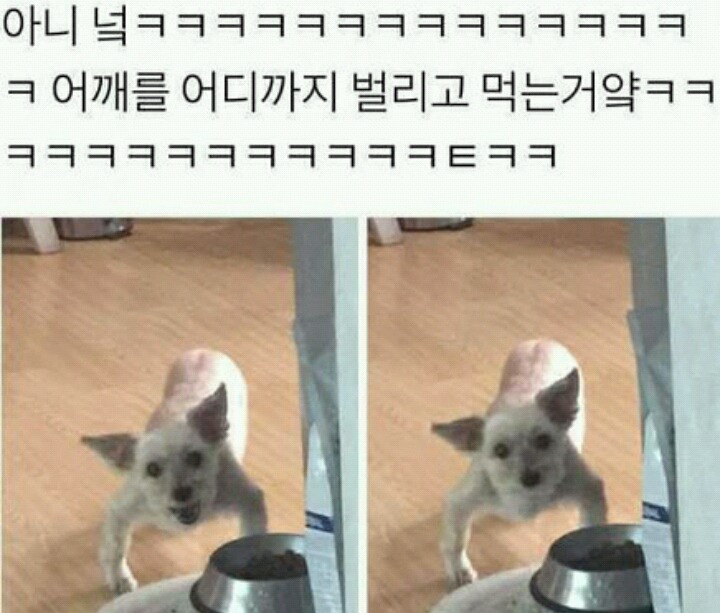 강아지 밥 먹을때 건들면 안되는 이유 | 인스티즈