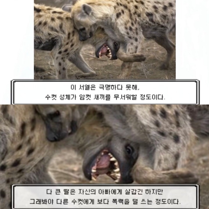 인생은 하이에나처럼 | 인스티즈