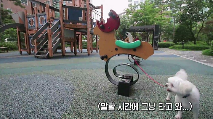 댕댕이 한테 미안해서 미끄럼틀 타러 못가는 대박이 ㅋㅋㅋJPG | 인스티즈