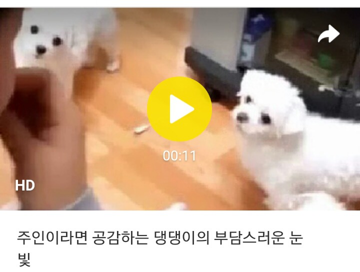 주인이라면 공감하는 댕댕이의 부담스러운 눈빛 | 인스티즈