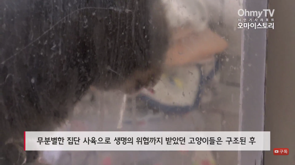마산 애니멀 호더에게서 구조한 50여마리의 고양이들에게 손길을 내밀어주세요! 곧 쉼터가 폐쇄되어 아이들이 갈 곳이 없습니다 | 인스티즈