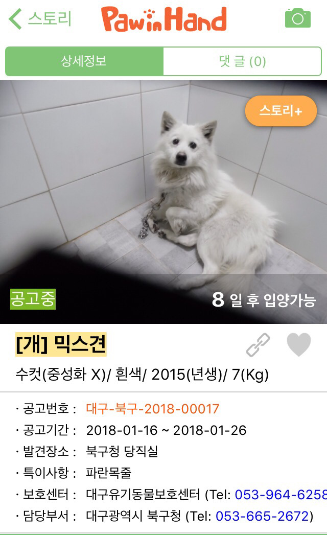 온순하고 사람을 잘 따르는 스피츠믹스 아가입니다 (대구) | 인스티즈