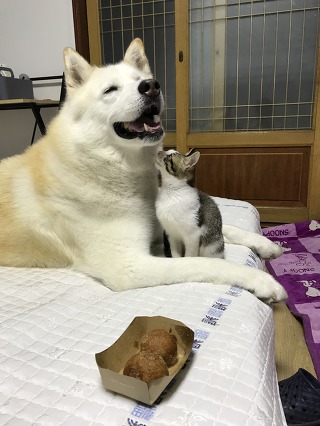 허스키의 고양이 육아일기 | 인스티즈
