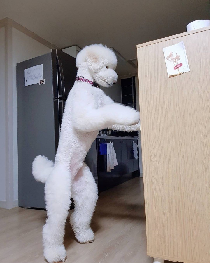 뭔가 무서운 스탠다드 푸들 | 인스티즈