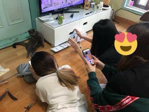 고양이 있는 친구 집에 놀러가면 생기는 일 | 인스티즈