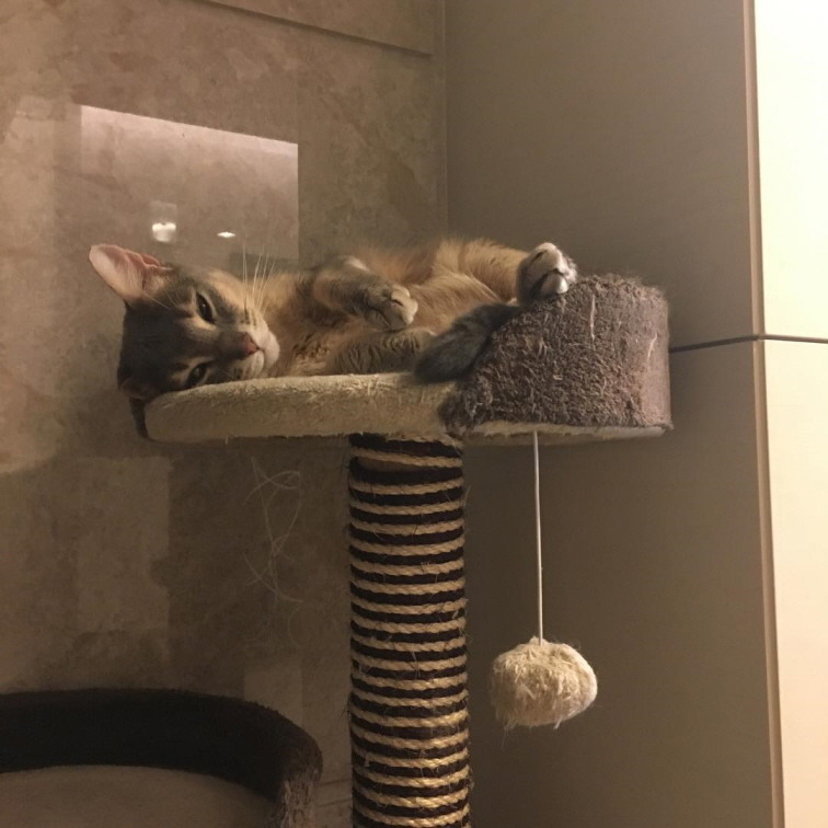 빅뱅 지디가 키우는 고양이 아이 | 인스티즈