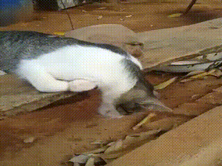고양이 덜렁덜렁.gif | 인스티즈