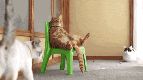 전생에 인간이었던 고양이들.gif | 인스티즈