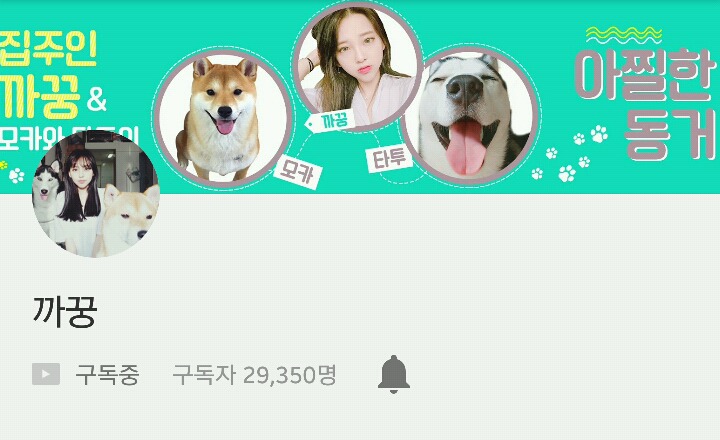 다들,,마음속에,,댕댕이 하나쯤은,,품고있잖아,,? 반려견 유튜브 추천 | 인스티즈