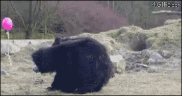 풍선을 본 곰.gif | 인스티즈