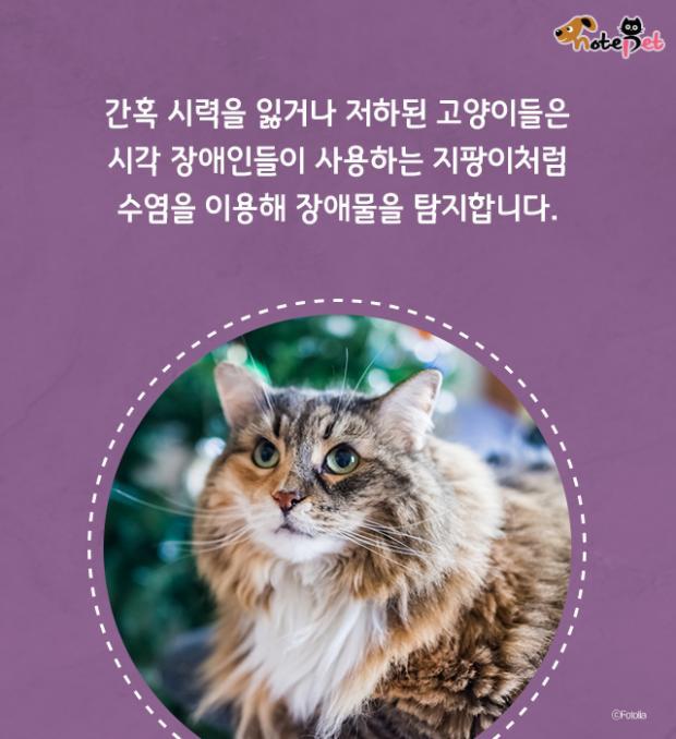 함부로 밀면 안되는 고양이 수염의 역할.jpg | 인스티즈