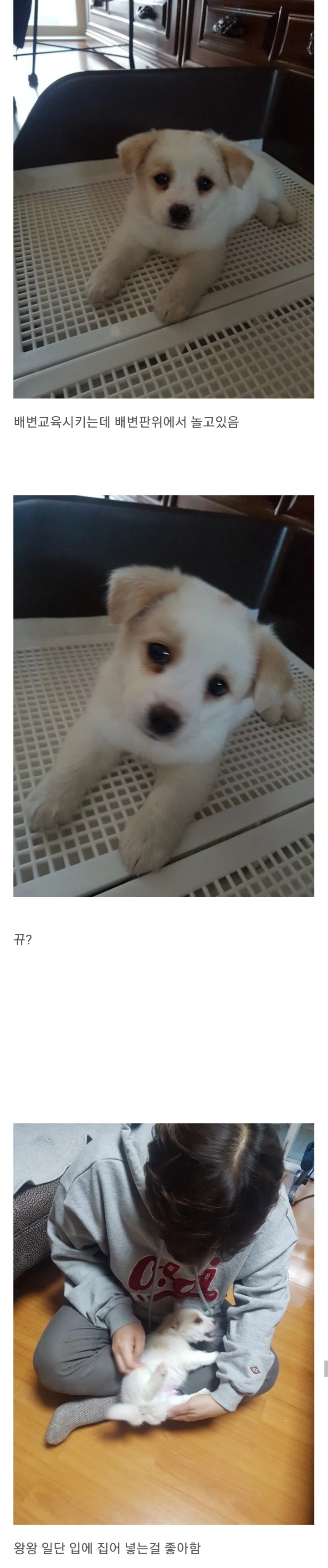 동생이 전주시 식당에서 강아지를 데려왔어요 | 인스티즈