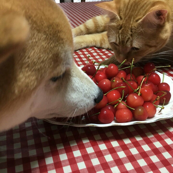 고양이 단짠단짠 모음 2탄 (귀여움 주의) | 인스티즈