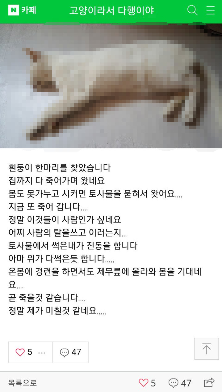 후원받은 사료를 먹은 고양이카페 고양이들이 죽었습니다 | 인스티즈