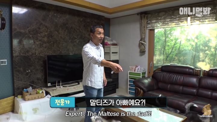 말티즈×허스키 = 말스키 | 인스티즈