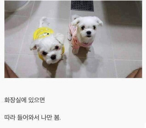 아무 이유없이 항상 나를 좋아해주는 유일한 생명체.jpg | 인스티즈