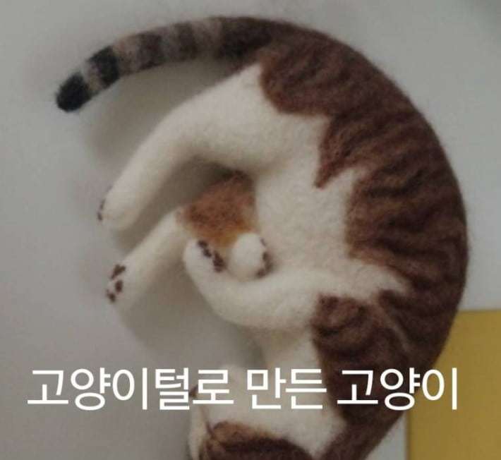 고양이 털로 만든 고양이 | 인스티즈