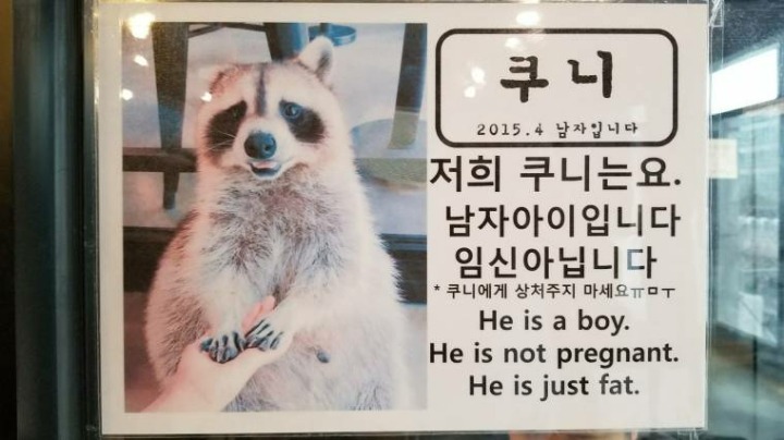 한국 너구리카페에 빠진 외국선수.jpg | 인스티즈